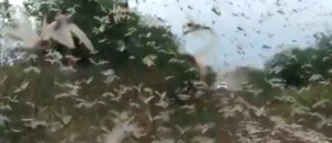 apocalyptic locust swarm invades Argentina