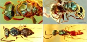 rare well preserved 99 million yr old amber fossils reveal color of insects