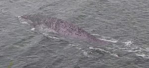 man captures photo of large animal at Loch Ness