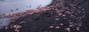 hundreds of starfish mysteriously wash up dead in Chile