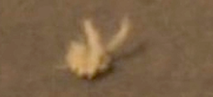 strange object with horn like appendages spotted in mars rover photo