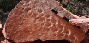 313 million yr old reptile tracks discovered in the Grand Canyon