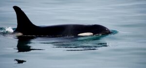 highly unusual orca attacks baffle scientists