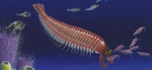fossils indicate 500 million yr old creature could be arthropod missing link