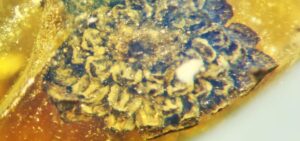 100 million yr old extinct species of flower found frozen in amber