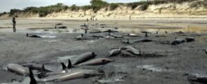 could whale strandings be due to solar storms or pole shifts