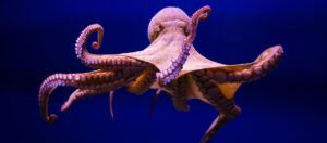 octopus attacks man on Australian beach