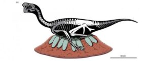 remains of dinosaur sitting on its fossilized eggs discovered