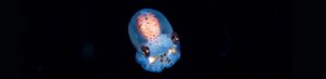 nasa to launch baby squids and tardigrades to ISS