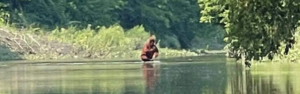 photo of bigfoot carrying infant across river captured in Michigan