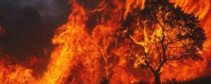 ancient 2,500 yr old olive tree burns to ashes in fire