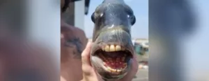fish with human like teeth caught off North Carolina