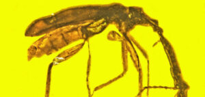 100 million yr old mammoth weevil found preserved in amber