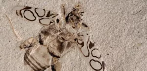 49 million yr old beetle looks like it was squashed yesterday