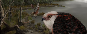 complete 25 million yr old eagle skeleton found in Australia