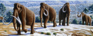 US company proposes to repopulate Siberia with woolly mammoths