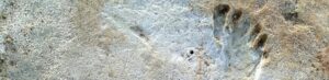 oldest fossilized footprints in North America found in New Mexico