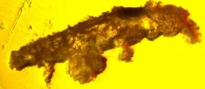 tardigrade found in ancient amber