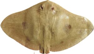 scientists stunned to find butterfly ray believed to be extinct