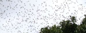 swarms of locusts invade Trinidad