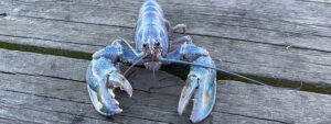 rare cotton candy lobster caught off Maine