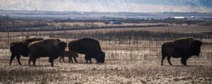 Indigenous prophecy fulfilled when bison uncover petroglyphs