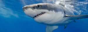tagged sharks mysteriously amassing on east coast