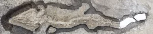 ancient sea dragon fossil unearthed in England