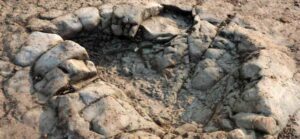 large dinosaur footprints from Triassic era found in Wales