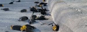 hundreds of birds mysteriously fall from sky in Mexico