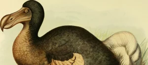dodo bird could be brought back to life after discovery of dna
