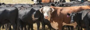 genetically modified cattle for food approved by FDA