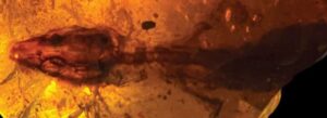unearthed 110 million yr old lizard in amber is unknown species