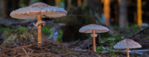 research finds mushrooms may communicate with each other