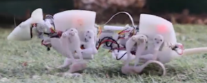 robotic mouse developed to aid in search and rescue