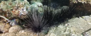 sea urchins mysteriously die off across the Caribbean