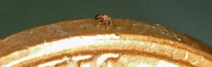tiny robot crab is smallest crawling robot ever