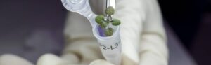 scientists grow plants in lunar soil for first time