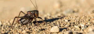 biblical swarms of crickets cause havoc in Oregon
