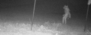 bizarre dogman creature caught on zoo security cam
