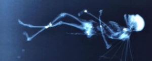 small body of fairy like creature  x-rayed and tested