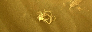 mars perseverance rover spots strange noodle like object