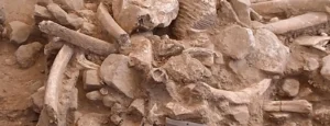 37,000 yr old butchered mammoth bones found in New Mexico