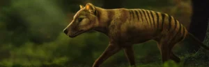 scientists plan to resurrect extinct Tasmanian tiger
