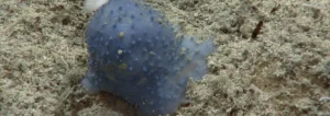 unknown blue organism discovered in Caribbean sea