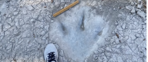 drought reveals dinosaur prints