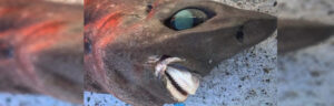 unknown species of deep sea shark reeled in off Australia