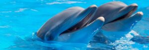 study shows dolphins may use whistles like humans use names