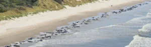 over 200 whales mysteriously mass strand on Tasmanian beach