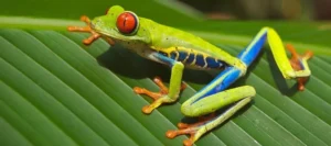 why did bright colors evolve in animals